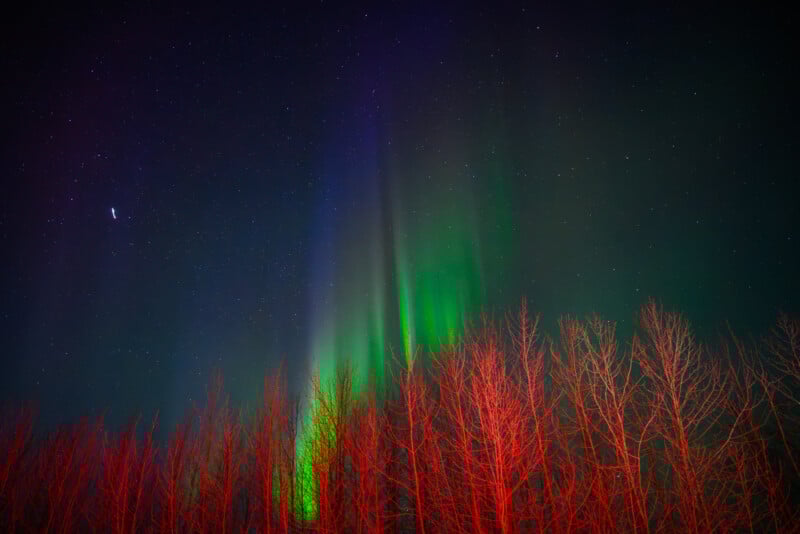 Muy por encima de los árboles desnudos en el cielo nocturno, las coloridas auroras boreales destellan en verde y violeta con rojo en primer plano. Se ve el cielo estrellado, con un planeta o una estrella brillante a la izquierda.
