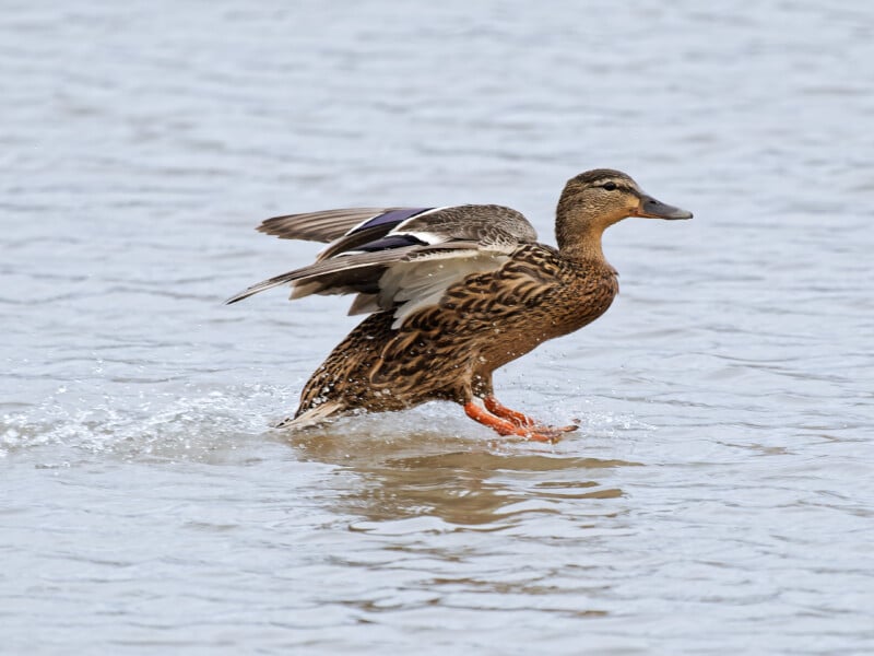 A brown mallard duck with outstretched wings splashes across the surface of the water, creating ripples as it comes in for a landing.