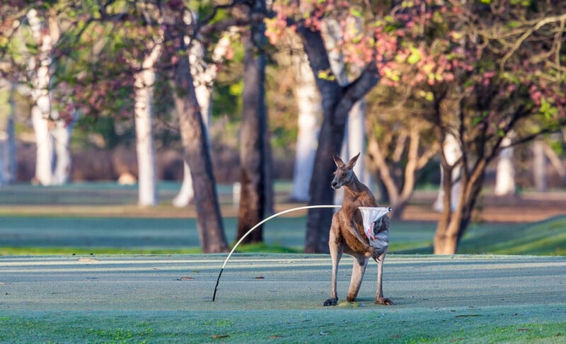 A kangaroo stands on a grassy field, looking to the side, with a bent golf flag stuck around its body. Behind it are trees with green and pink foliage, lit by soft morning or evening light.