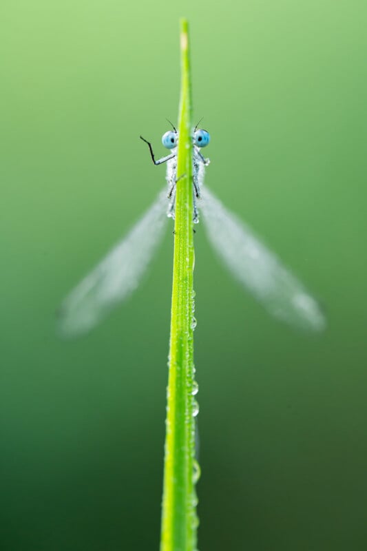 A damselfly with blue eyes is perched behind a dewy blade of grass, with only its eyes, part of its body, and blurred wings visible on either side of the grass, set against a soft green background.