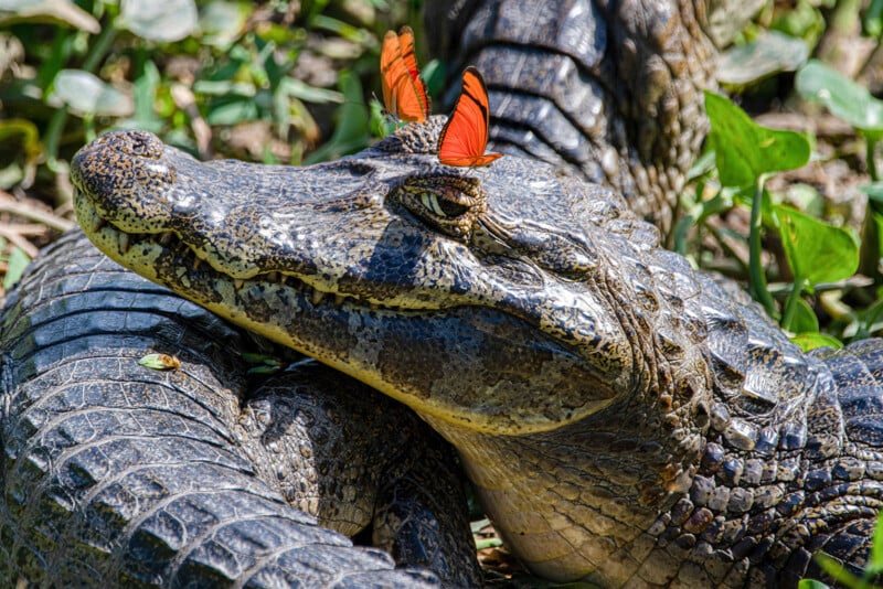 A close-up of a crocodile resting on the ground with two bright orange butterflies perched on its head, surrounded by green leaves and grass.