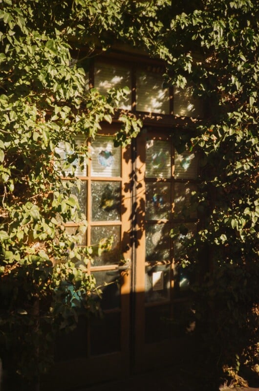 A wooden glass-paneled door is mostly covered by thick green ivy, with sunlight filtering through the leaves and casting shadows on the door.