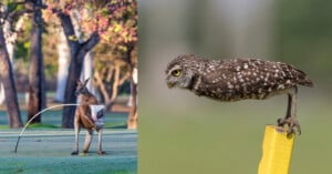 A kangaroo urinating on grass with trees in the background, next to an owl perched on a yellow post against a blurred green backdrop.
