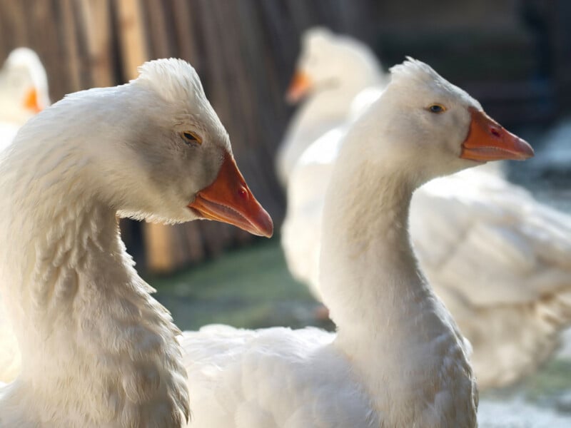 Two white geese with orange beaks stand close together in focus, while other geese appear blurred in the background. The lighting highlights their feathers and creates a soft, natural scene.