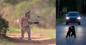On the left, a lynx catches a small animal mid-air. On the right, two bear cubs stand on their hind legs in an embrace on a road at night with a car and headlights in the background.