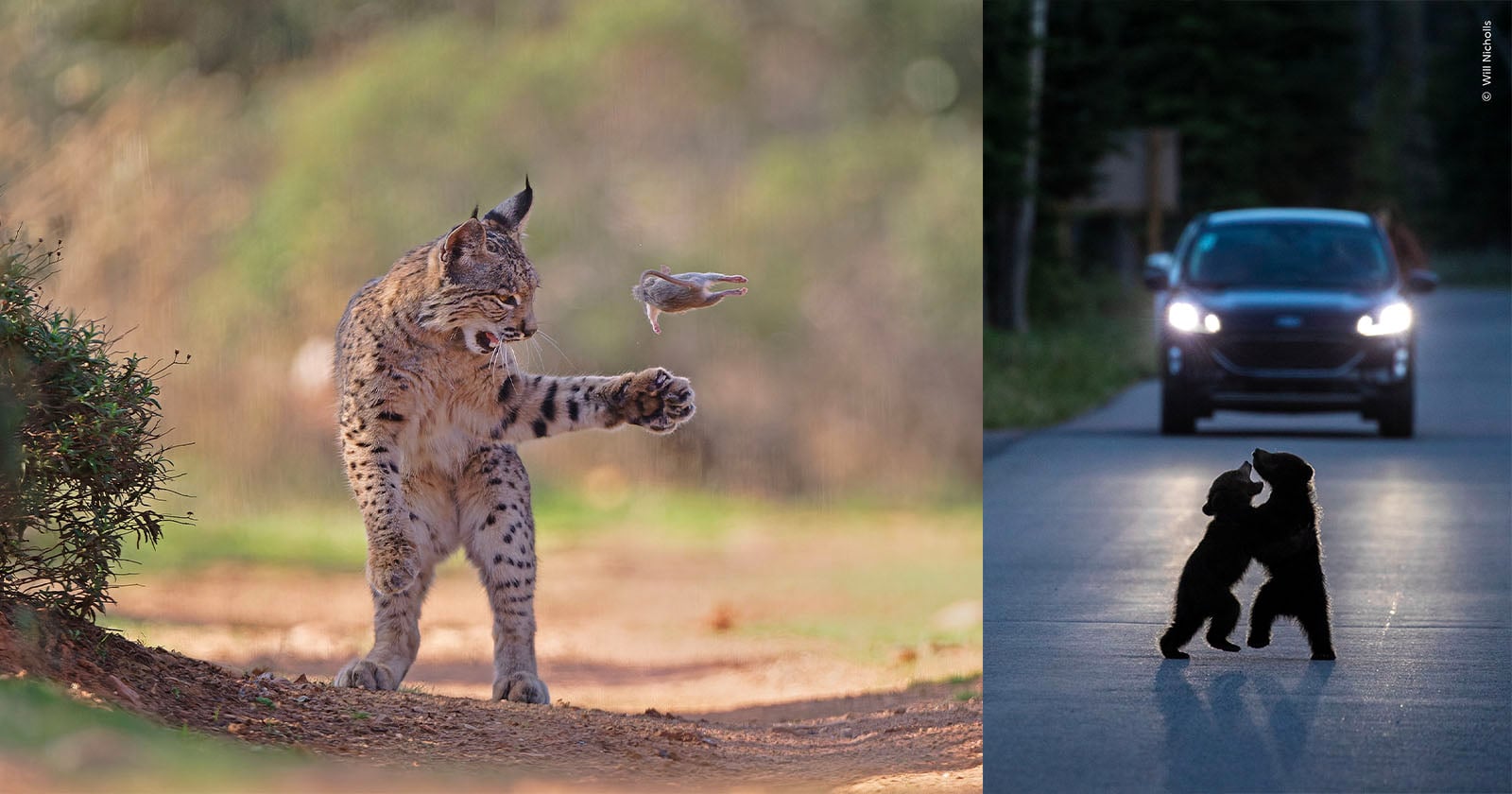 On the left, a lynx catches a small animal mid-air. On the right, two bear cubs stand on their hind legs in an embrace on a road at night with a car and headlights in the background.