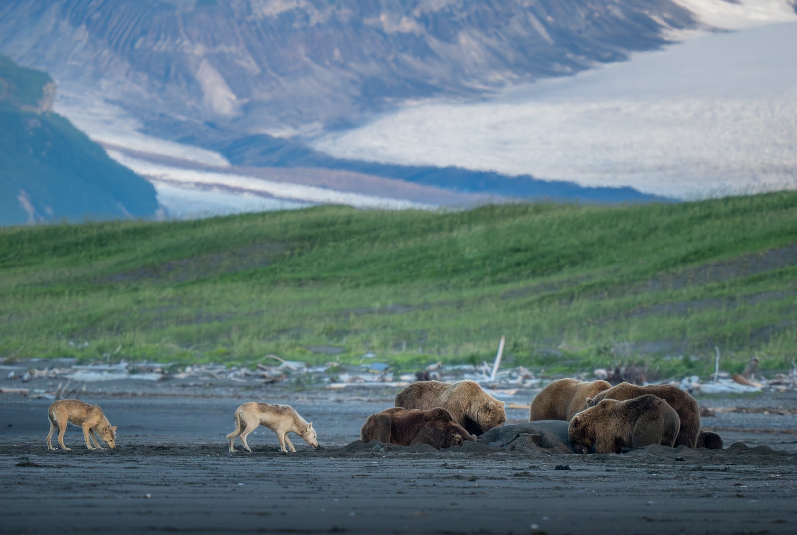 Several bears are gathered around a spot on a sandy plain, while two wolves approach cautiously. In the background, there are grassy hills and snow-covered mountains.