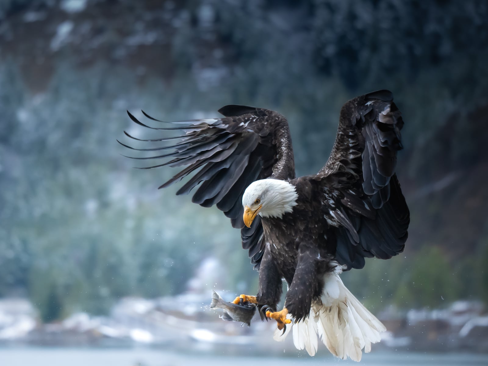 A bald eagle with outstretched wings carries a fish in its talons, flying above a blurred, snowy forest background.