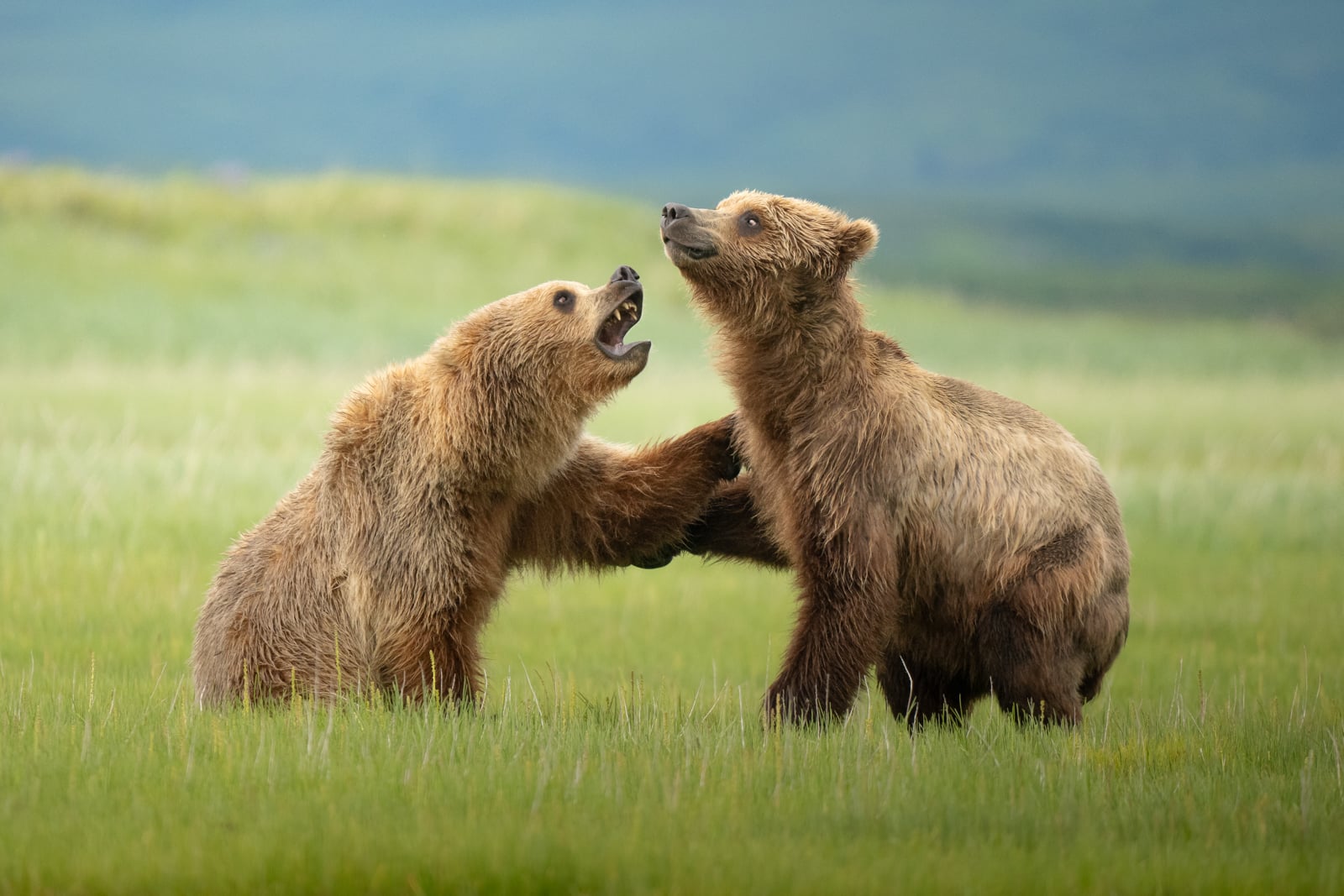 Two brown bears stand in a grassy field; one bear has its mouth open as if growling or playing, while the other faces it, touching the first bear with its paw. The background is blurred green landscape.