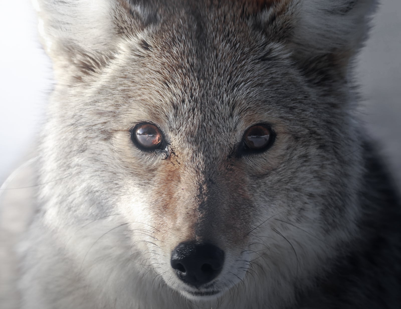 Close-up of a coyote's face, with sharp amber eyes and thick gray fur, looking directly at the camera. The background is blurred, highlighting the animal’s features.