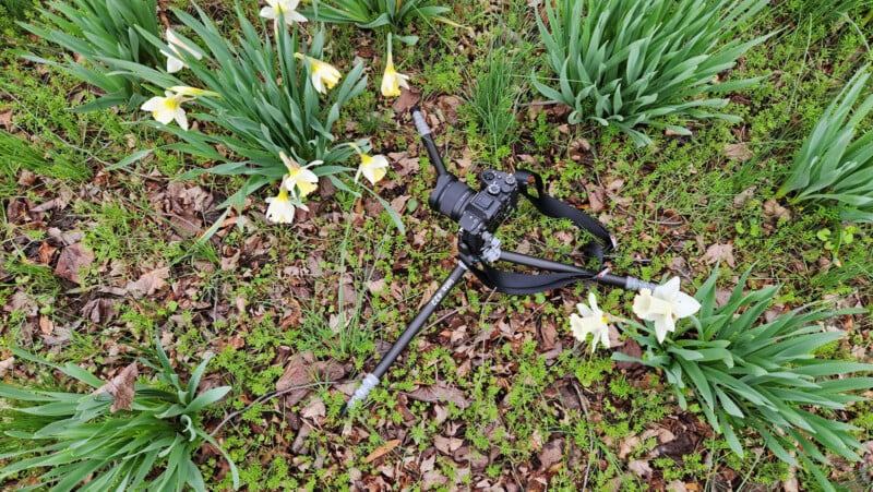 A camera mounted on a tripod is set up on the ground among blooming white and yellow daffodils and green foliage, surrounded by fallen brown leaves.