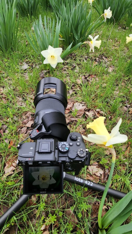 A digital camera on a tripod is positioned in grass among blooming yellow and white daffodils, capturing a close-up of a flower displayed on its screen.