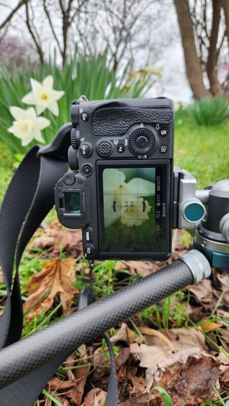 A camera on a tripod focuses on white daffodil flowers in a garden. The camera’s screen shows the flowers in the frame. Green grass, leaves, and blurred trees are visible in the background.