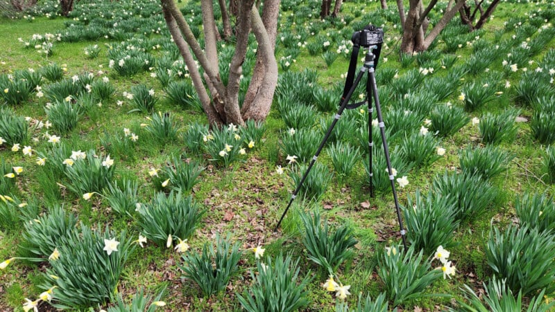 A black camera on a tripod stands among green grass and blooming white daffodils, surrounded by several tree trunks in a garden or park setting.