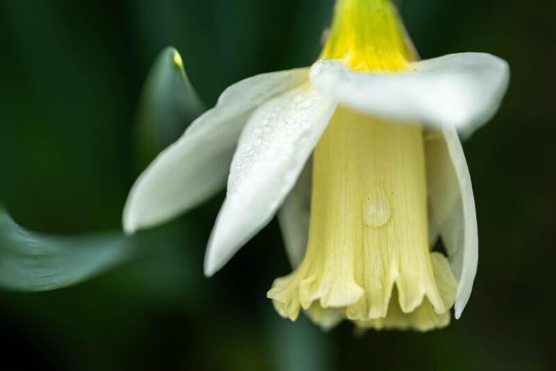 Close-up of a pale yellow and white daffodil flower with visible dew drops on its petals, set against a dark green blurred background.