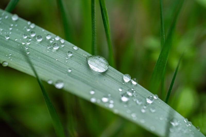 Close-up of a green blade of grass with water droplets on its surface. The background is blurred with more green grass, highlighting the details and reflections in the droplets.