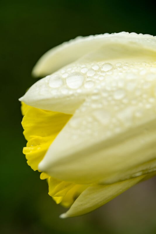 Close-up of a white and yellow flower bud covered in water droplets, with a blurred green background. The petals are partially closed and the droplets glisten in the light.