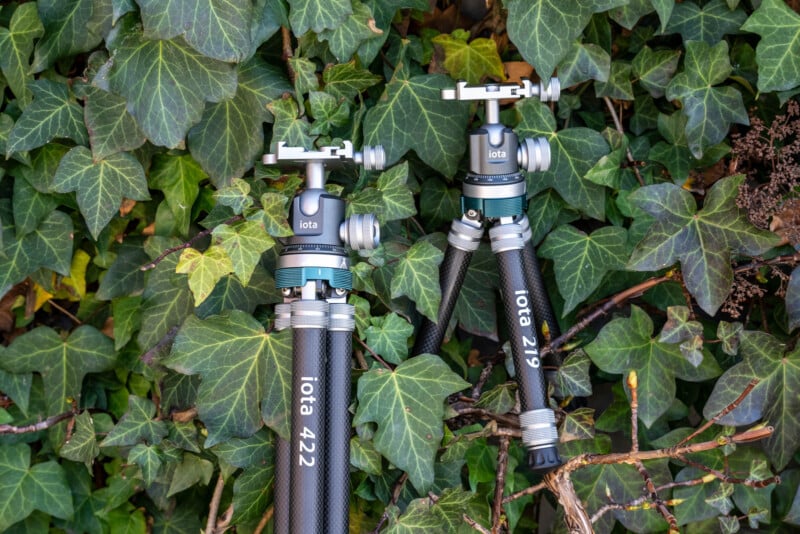 Two tripods labeled "iota 422" and "iota 219" standing upright among dense green ivy leaves and branches.