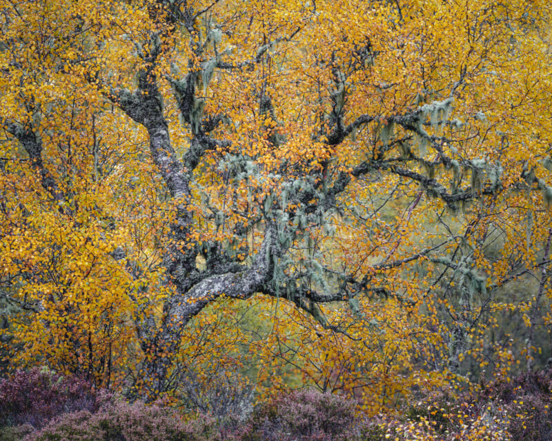 A large tree with twisting branches covered in moss stands among bright yellow autumn leaves, with heather and other plants at its base.