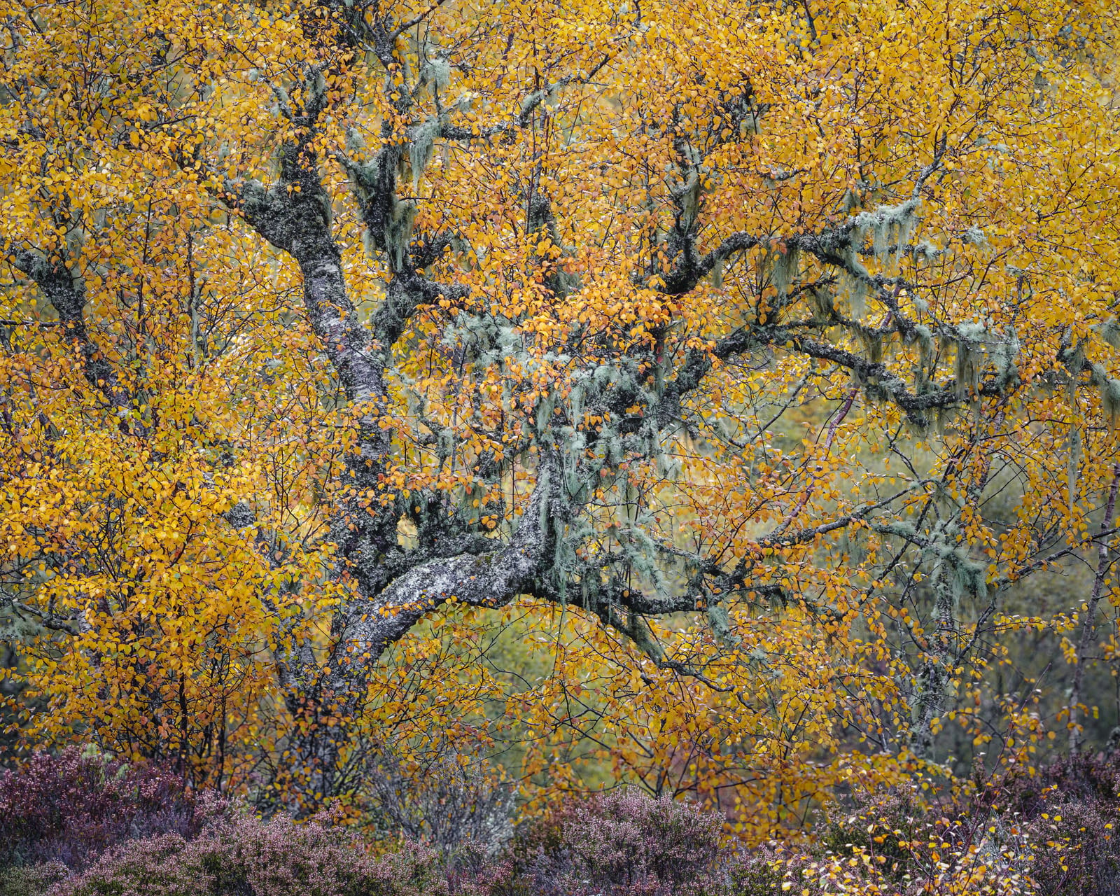 The 21 Fantastic Winners of the British Wildlife Photography Awards ...