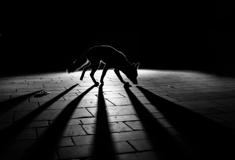 A silhouette of a fox walking on a tiled surface at night, illuminated by a spotlight from behind, casting long, dramatic shadows on the ground.