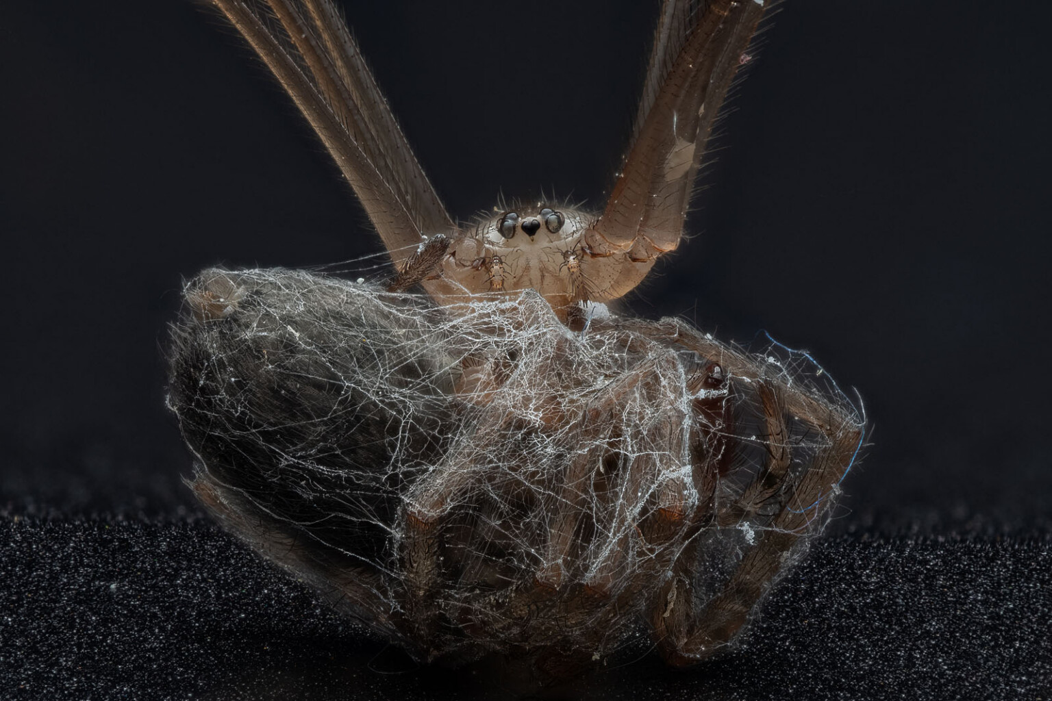 The 21 Fantastic Winners of the British Wildlife Photography Awards ...