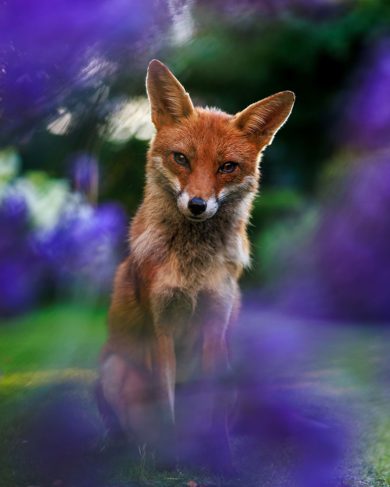 The 21 Fantastic Winners of the British Wildlife Photography Awards ...