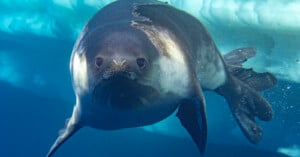 A close-up of a seal swimming underwater near the surface, with its face and flippers clearly visible and light filtering through the water above.