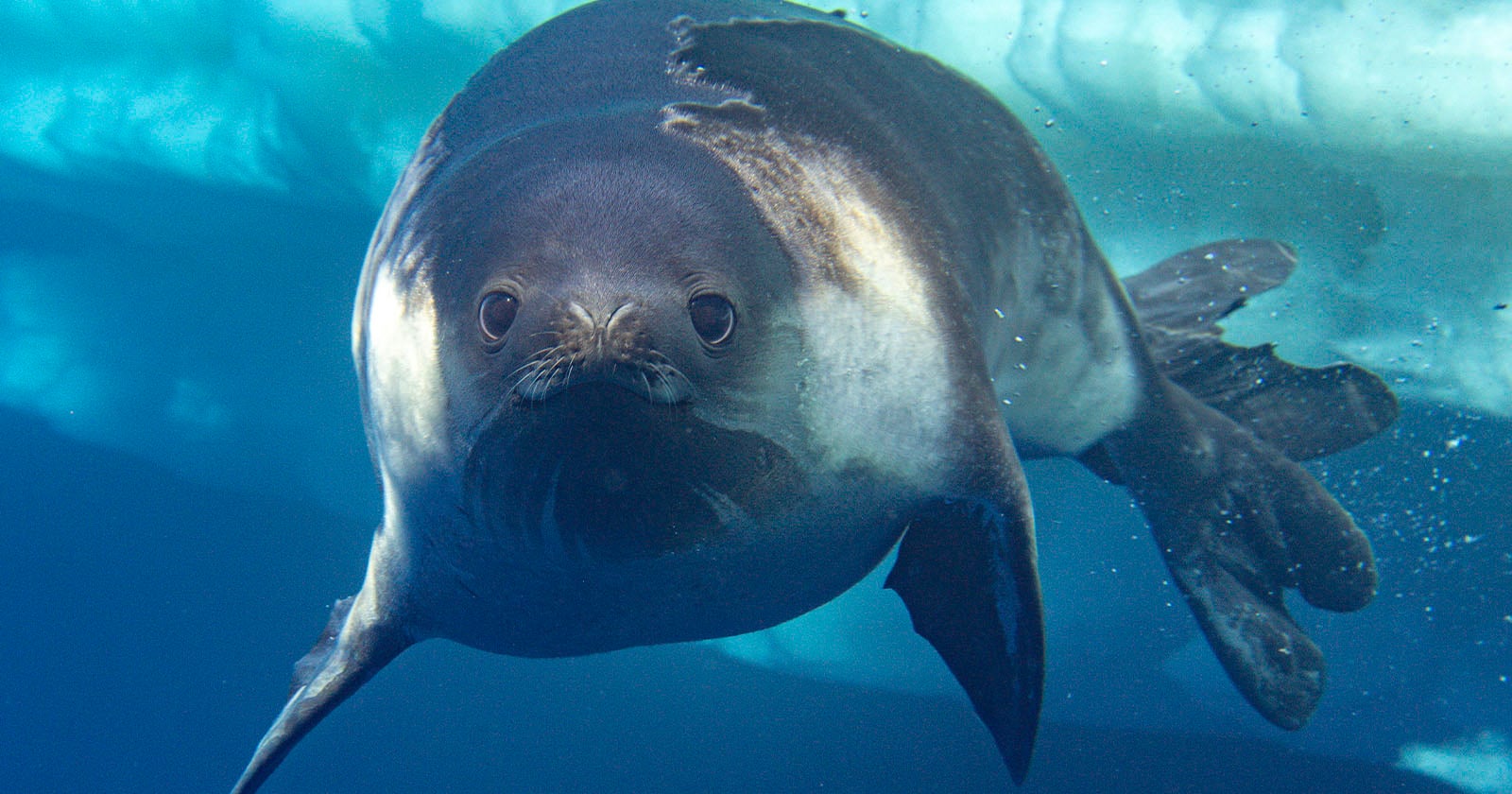 A close-up of a seal swimming underwater near the surface, with its face and flippers clearly visible and light filtering through the water above.
