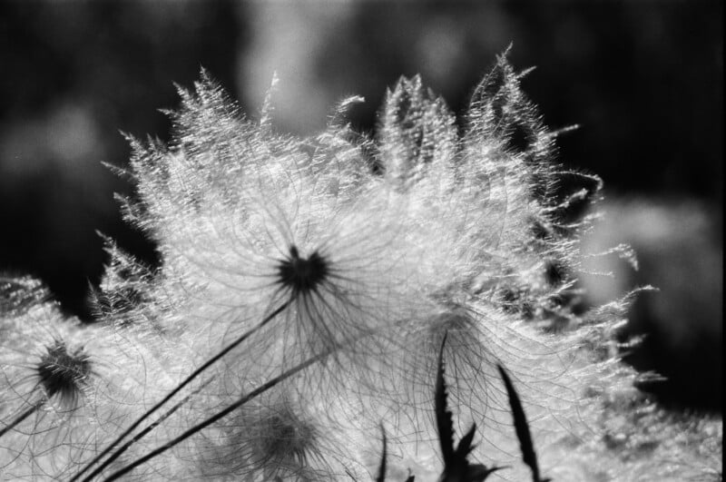 Close-up black and white photo of a fluffy dandelion seed head with delicate, feathery seeds radiating outward against a blurred dark background.