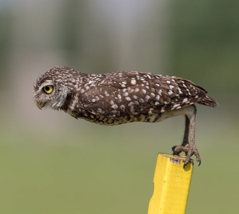 A brown owl with white spots perches on one leg atop a yellow post, looking intently to the left against a blurred green background.