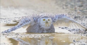 A snowy owl with white and brown feathers spreads its wings while sitting in a shallow, muddy puddle on a gravel surface, looking directly ahead with bright yellow eyes.