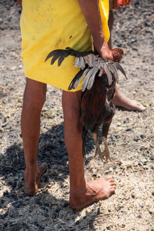 A barefoot person wearing a yellow cloth stands on dry ground, holding a rooster by its wings at their side. Another person is partially visible in the background.