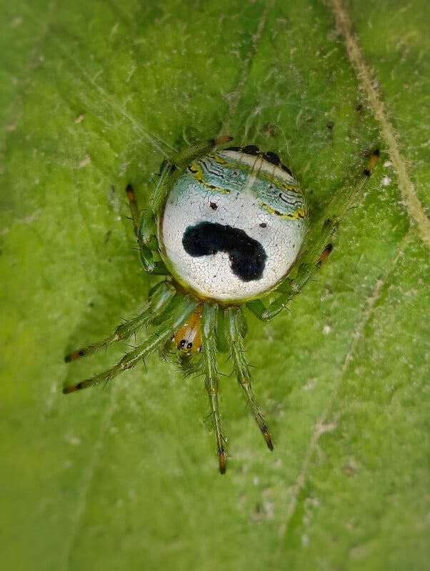 A green spider with a round, pale abdomen featuring a black marking resembling a face rests on a green leaf.