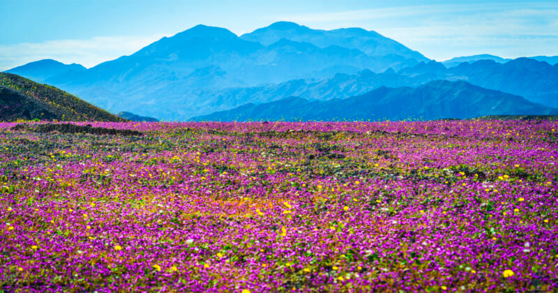 A vibrant field of purple wildflowers stretches toward distant blue mountains under a clear sky, creating a striking contrast between the colorful blooms and the rugged peaks.