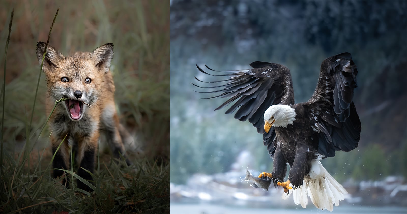 A young fox stands in tall grass with its mouth open, while beside it a bald eagle swoops down over water, clutching a fish in its talons.