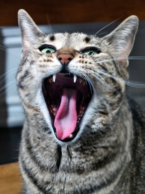 A close-up of a tabby cat with green eyes, mouth wide open in a big yawn showing its teeth and pink tongue, with its ears up and whiskers splayed.