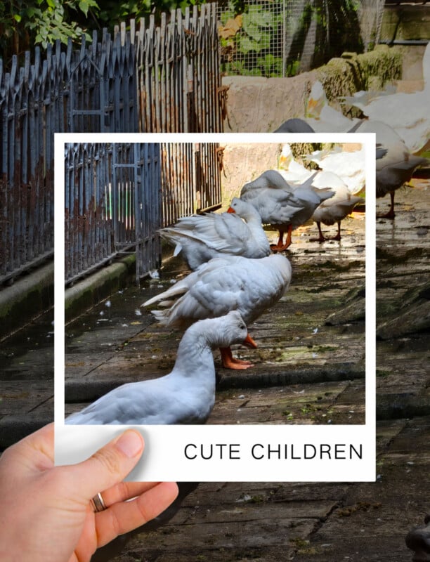A person holds a photo frame labeled "CUTE CHILDREN" in front of a group of white geese standing on a stone path near a metal fence, with greenery and sunlight in the background.