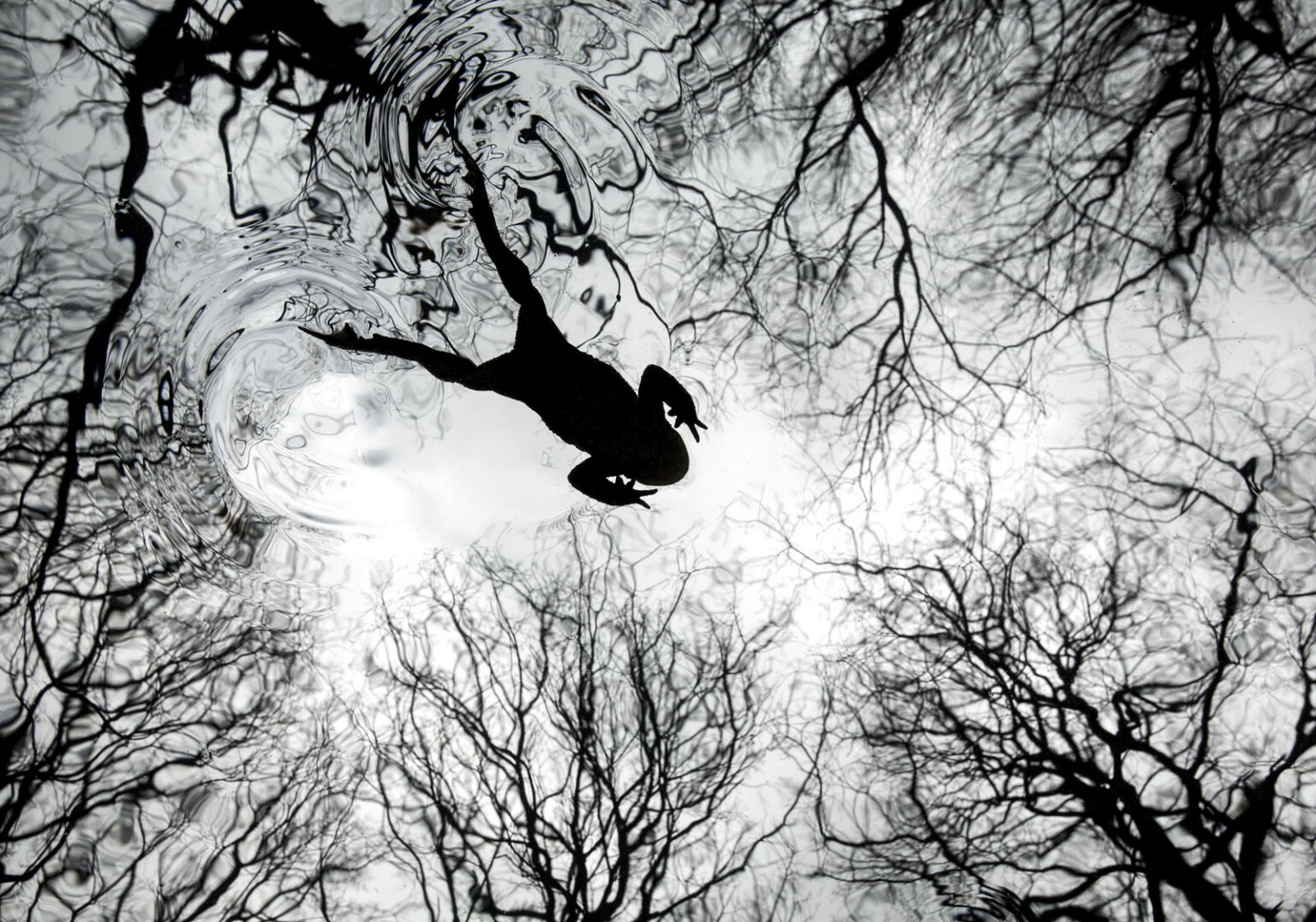 The 21 Fantastic Winners of the British Wildlife Photography Awards ...