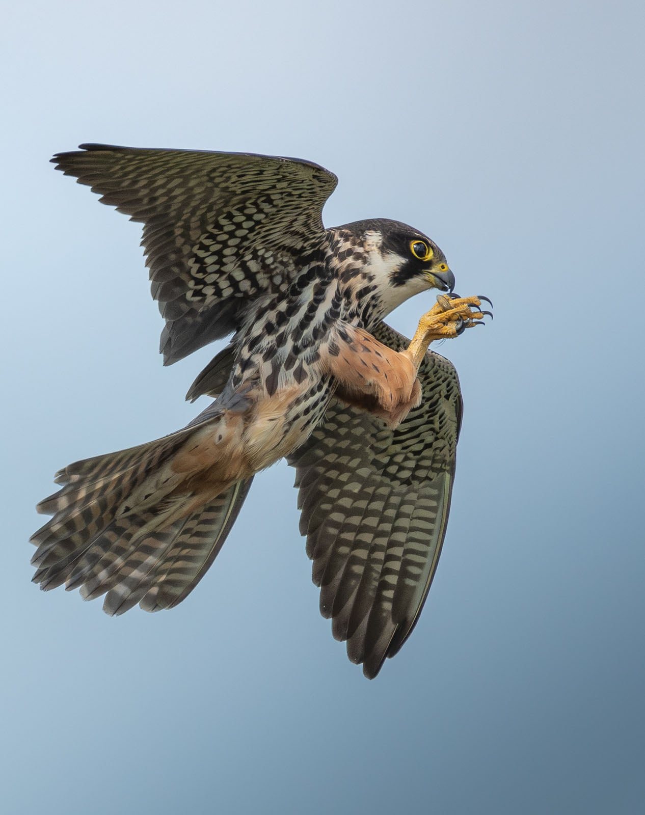 The 21 Fantastic Winners of the British Wildlife Photography Awards ...