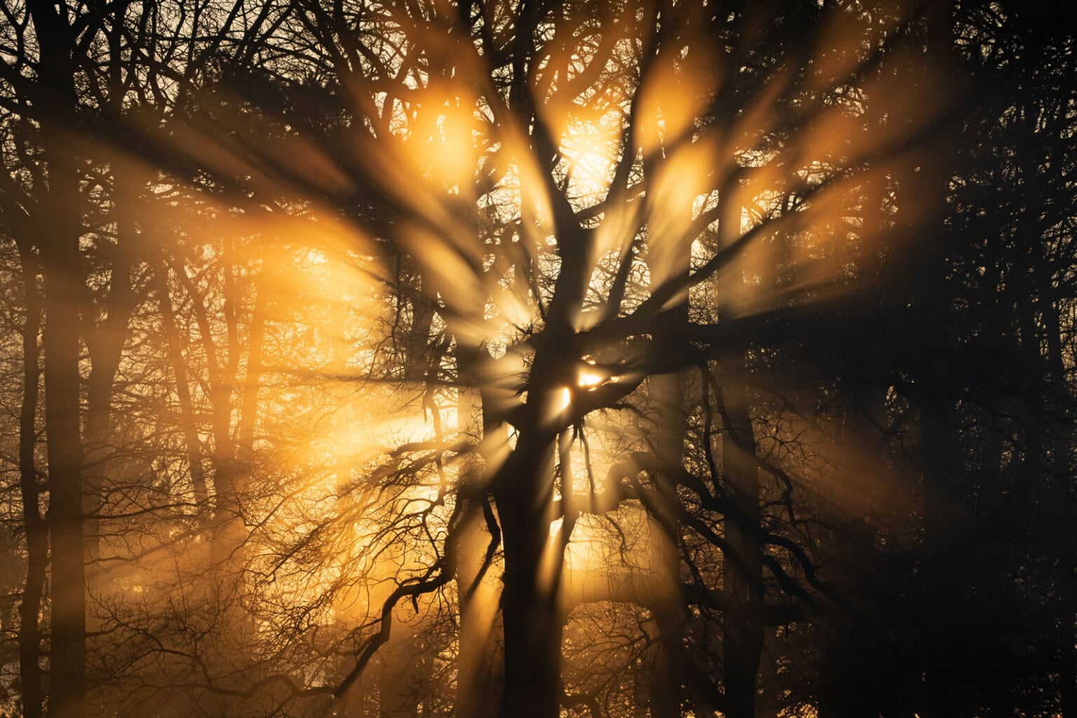 The 21 Fantastic Winners of the British Wildlife Photography Awards ...