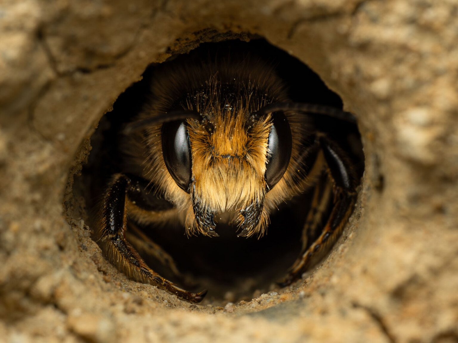 The 21 Fantastic Winners of the British Wildlife Photography Awards ...