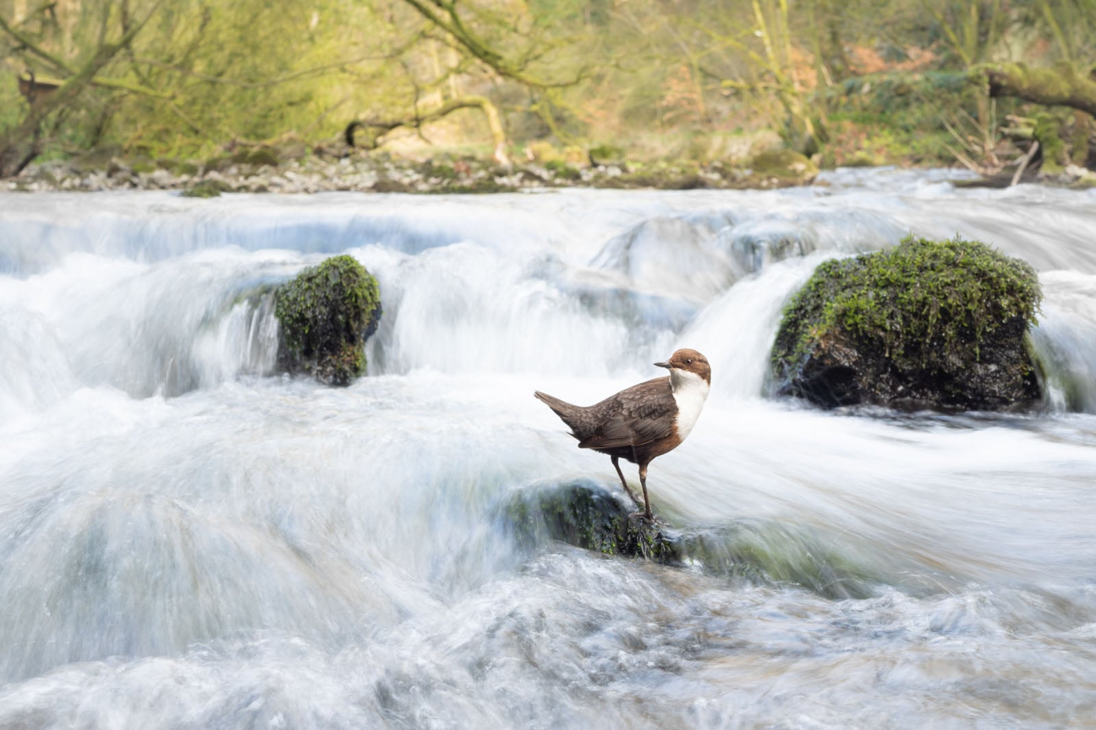 The 21 Fantastic Winners of the British Wildlife Photography Awards ...
