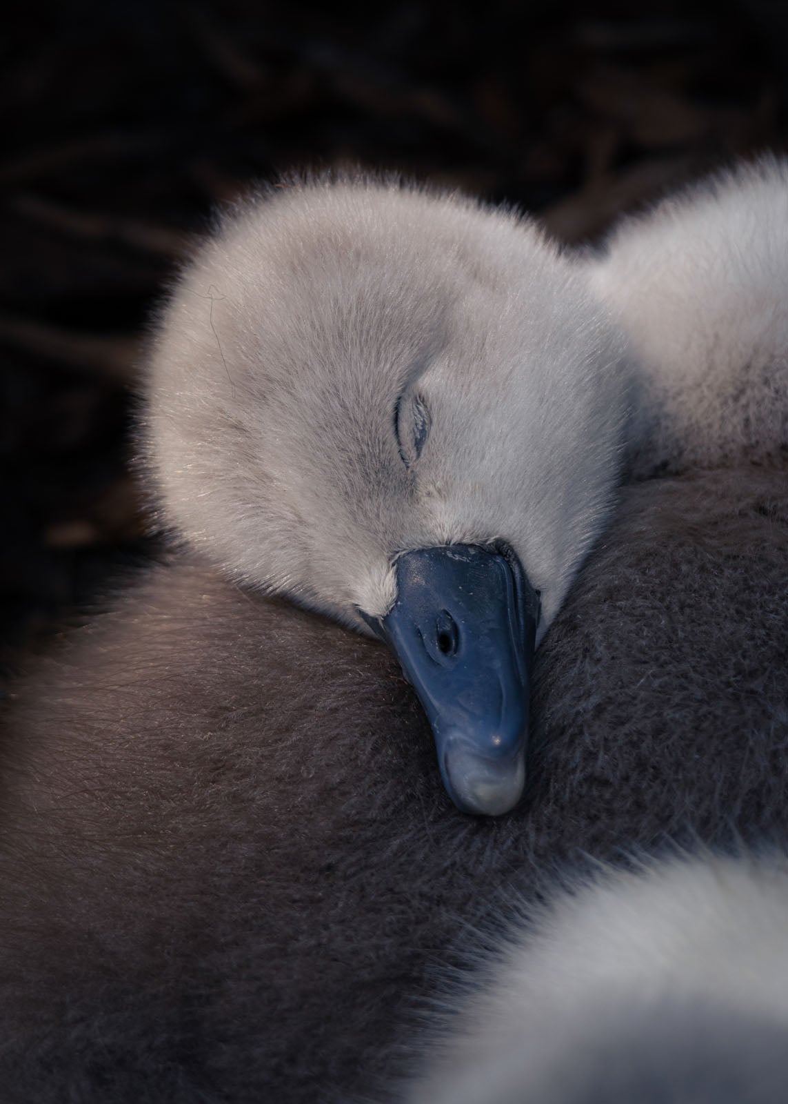 The 21 Fantastic Winners of the British Wildlife Photography Awards ...