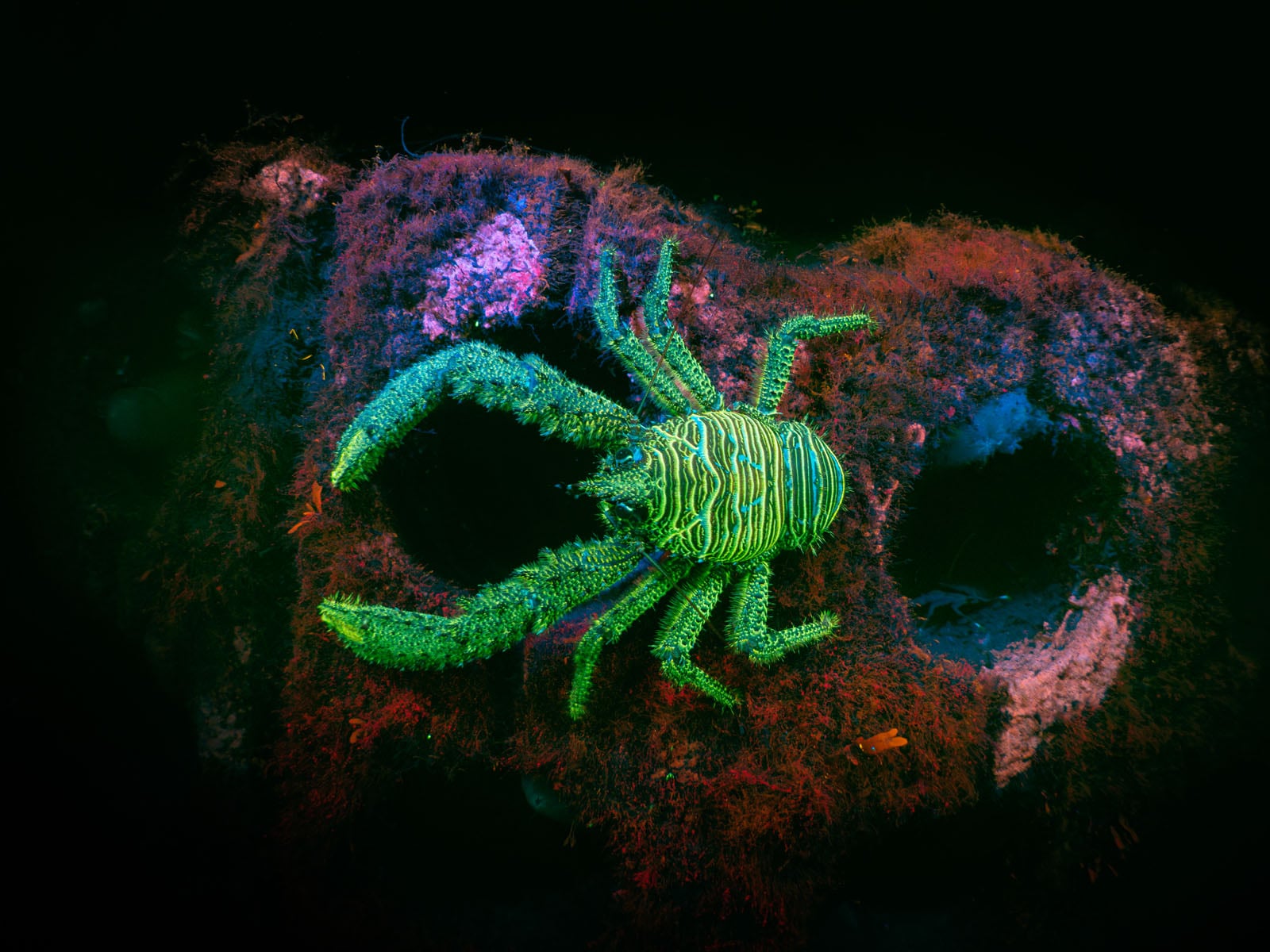 The 21 Fantastic Winners of the British Wildlife Photography Awards ...