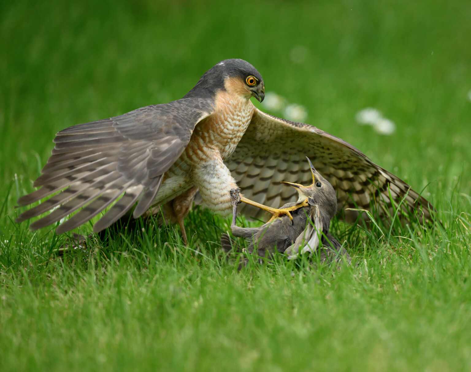The 21 Fantastic Winners of the British Wildlife Photography Awards ...