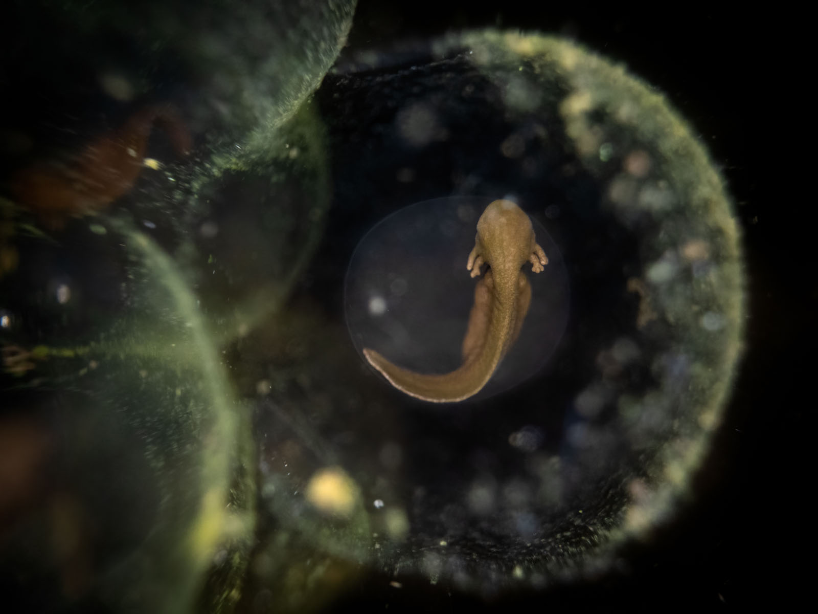 The 21 Fantastic Winners of the British Wildlife Photography Awards ...