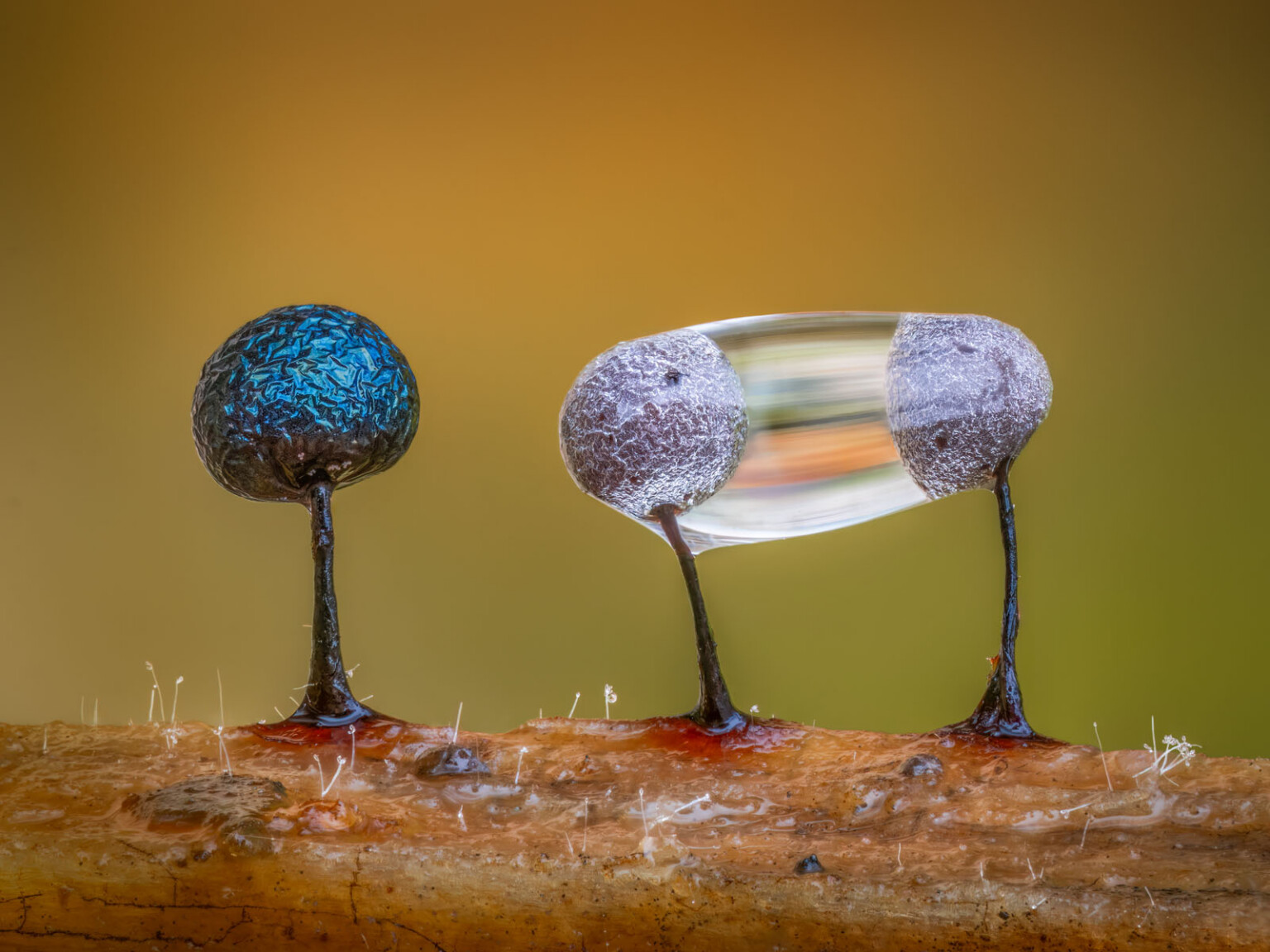The 21 Fantastic Winners of the British Wildlife Photography Awards ...