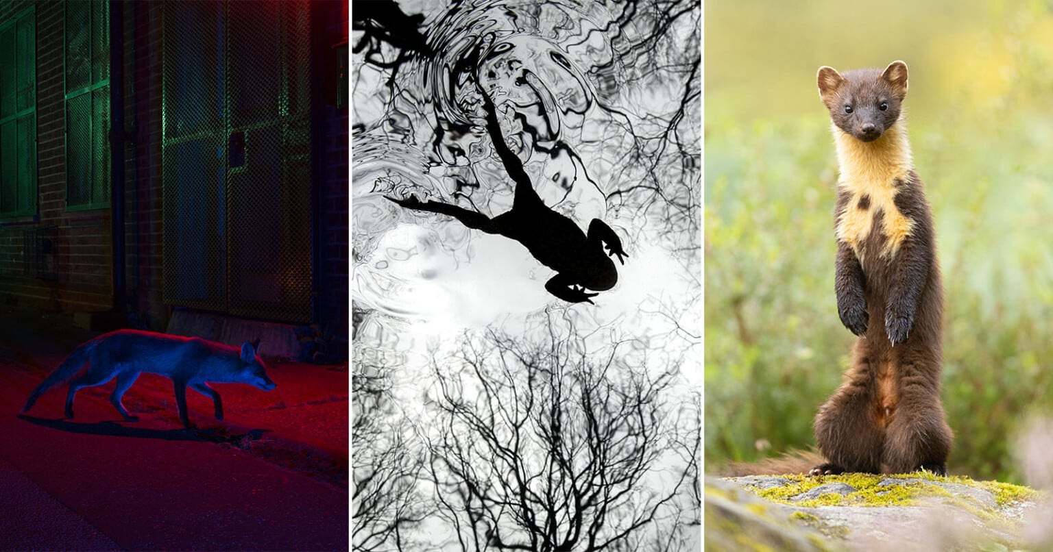 The 21 Fantastic Winners of the British Wildlife Photography Awards ...