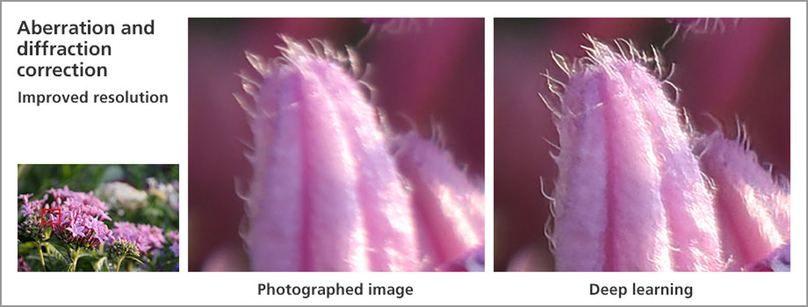 How AI Changes Canon's Approach to Camera Tech and Performance | PetaPixel